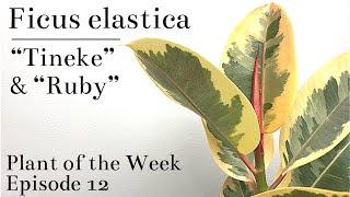 How To Care For Ficus elastica “Tineke” & “Ruby” Variegated Rubber Tree  Plant Of The Week Ep. 12