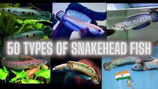 50 TYPES OF SNAKEHEAD FISH CHANNA FISH