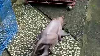 Sphyx Cat Mating