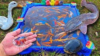 Tangkap ikan cupang warna warni ikan hias ikan lele ikan koi ikan mas kura-kura bebek.part757