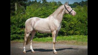 The Akhal Teke  horse cross breed