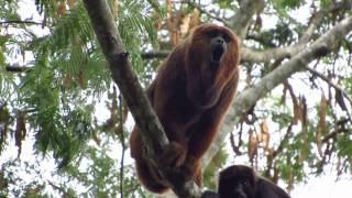 Ronco do Bugio Alouatta guariba clamitans