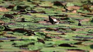 The Pheasant-tailed jacana daddy takes care of babies 水雉爸爸照顧寶寶