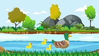 Kids Cartoon Background  Duck with Babies Swimming in Pond Happy Free Download Royalty Free