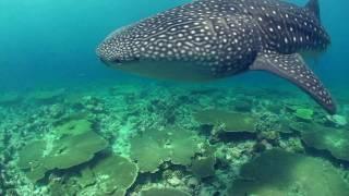 Vilamendhoo Diving HD