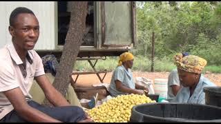 MARULA  How to Make The Marula Beer  Limpopo Documentary