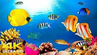 Aquarium 4K VIDEO ULTRA HD  Beautiful Coral Reef Fish - Relaxing Sleep Meditation Music