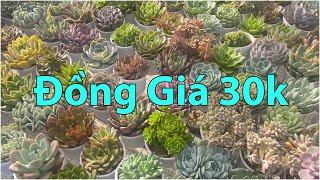 Những cây sen to đẹp giá rẻ  succulent Gia Nghia