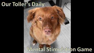 Daily Mental Stimulation for High Energy Dogs - Toller Edition