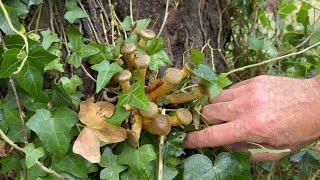 Honey Fungus on my Apple Tree. Is it a gonner?