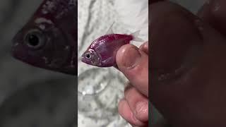 Why do Tetra Glofish die so fast? 