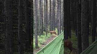 Deer at campsite # camping #nature