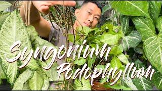 Syngonium podophyllym care and propagation with updates