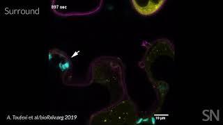 Watch light-harvesting chloroplasts fight off a plant infection  Science News