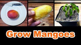 How To Grow A Mango Tree From Seed