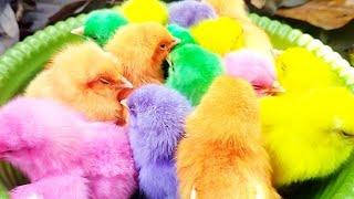 Anak ayam warna warni mencari makanan di kebun Ayan Pelangi rainbow lucu lucu banget