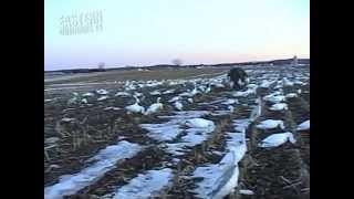 Snow goose Hunting in PA