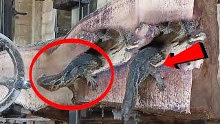 Monitor lizards Body cut in two  In terrifying seconds a giant lizard emerged