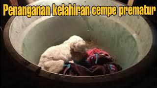 Cara Menangani anakan kambingcempe lahir Prematur
