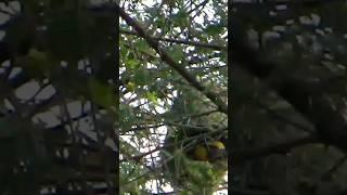 bird in nest hanging from tree #love #birds #birdspecies