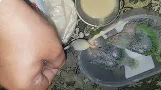 Birds Baby Given Food and preparing  Parrot Baby Feeding  Parrot Talking Voice #parrot #foryou