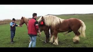 very big horse mating   animal mating video