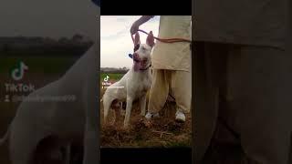 Gultair dog lunda Badmash and Goli pakistani gultair dog