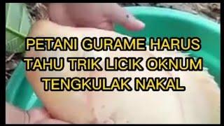 hindari trik licik oknum tengkulak nakal#budidaya #gurame