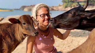 Cuddling with Lovely Indian Cows & Calves 