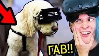 МОЙ ПЁС ПЕРВЫЙ РАЗ ИГРАЕТ В ВИРТУАЛЬНОЙ РЕАЛЬНОСТИ STUNT CORGI VR