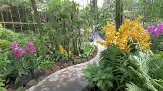 Singapore Botanic Gardens - National Orchid Garden - Singapore Travel Video