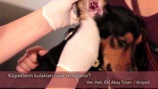 Köpeklerin kulakları nasıl temizlenir?