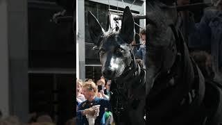 REUZEN HONDEN BULL MACHINE EN XOLO  ANTWERPEN 2023 #shorts