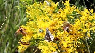 Insects nectaring and pollinating rabbitbrush at a mine reclamation Sept 2021.