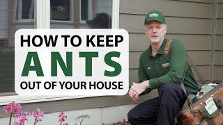 How to Keep Ants Out of Your House?