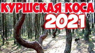 КУРШСКАЯ КОСА 2021 ТАНЦУЮЩИЙ ЛЕС ОЗЕРО ЛЕБЕДЬ.