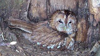 Tawny Owls Overcome Tragic Losses to Lay New Eggs at Ash Wood  Bonnie & Ozzy  Robert E Fuller