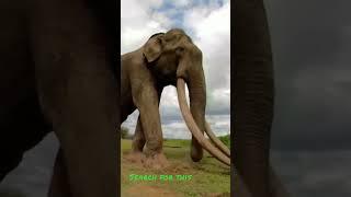 Biggest Elephant on the Earth #elephant #wildlife #trendingshorts #currentlagare