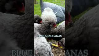 Araucana chickens green eggs chicks crowing rooster plumage colors #gallinamapuche #araucana