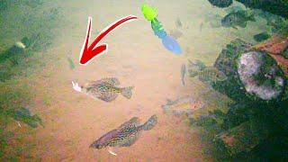 Watching Crappie Eat Jigs while Ice Fishing Underwater Footage