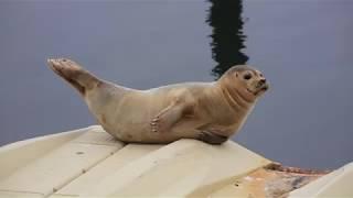 Harbor Seal