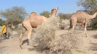 desert animals Camel male 