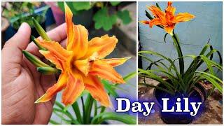 डे लिली - घर में ये फूल का पौधा नहीं लगाया तो सब बेकार   How To grow Day Lily in Summer Season