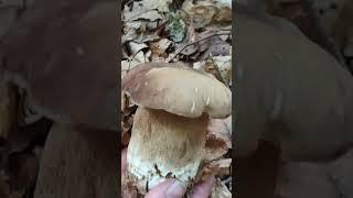 FUNGHI PORCINI 2024  short di funghi boletus #mushroom #boletus #porcini