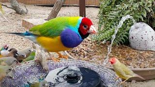 Mixed Aviary Birds - Gouldian Star Finch society Finches Owl Finch Bourke and More