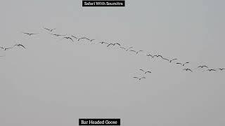 Bar Headed Goose  flying in a big flock and calling enjoy the whole video