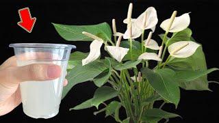 Pour 1 Cup Into The Root Weak Anthurium Blooms All Year Round Easily