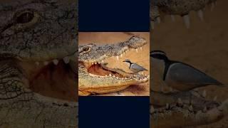 Crocodile and bird amazing friendship ️