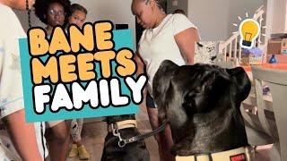 Bane the Cane Corso Meets Family