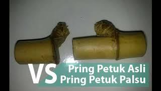 Khasiat Pring Petuk yang Sudah Melalui Pengetesan